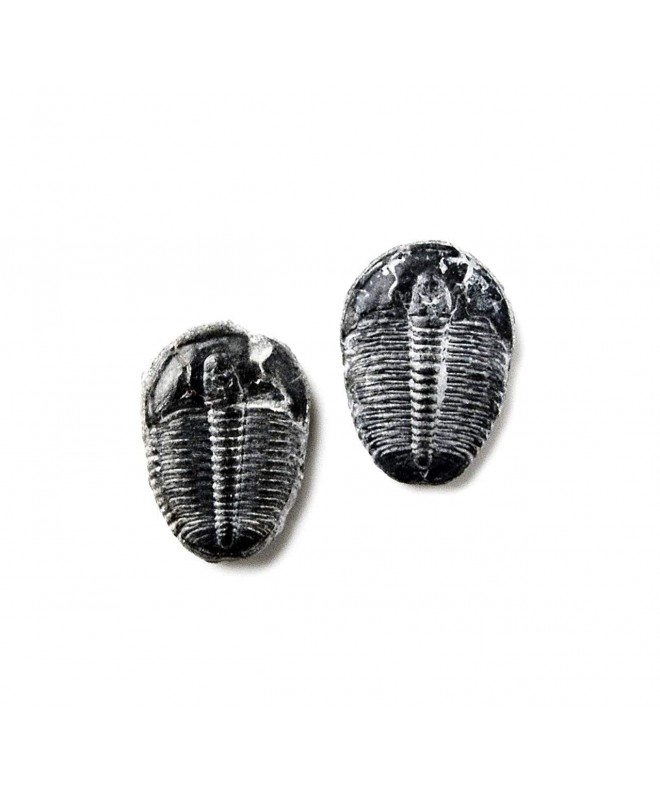 Quality Handcrafts Guaranteed NVLTY134 Trilobite